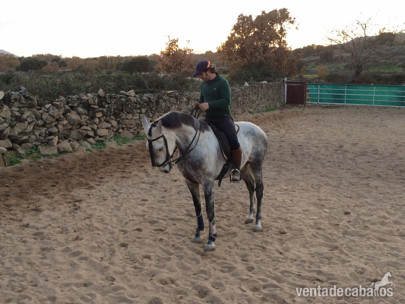 Caballo de campo  in 