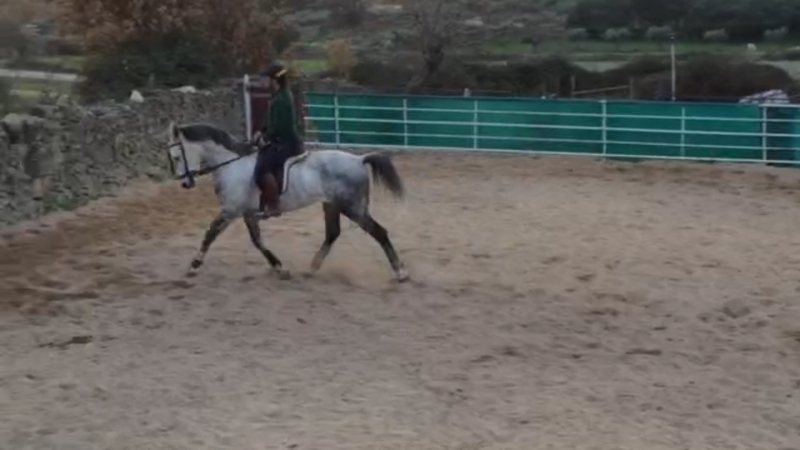 Caballos Capados Abstang - Caballo de campo 
