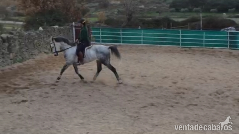 Caballos Capados Abstang - Caballo de campo 