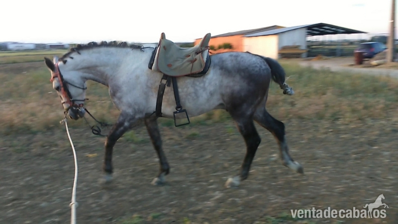 Caballo de campo  - Caballos Capados Abstang