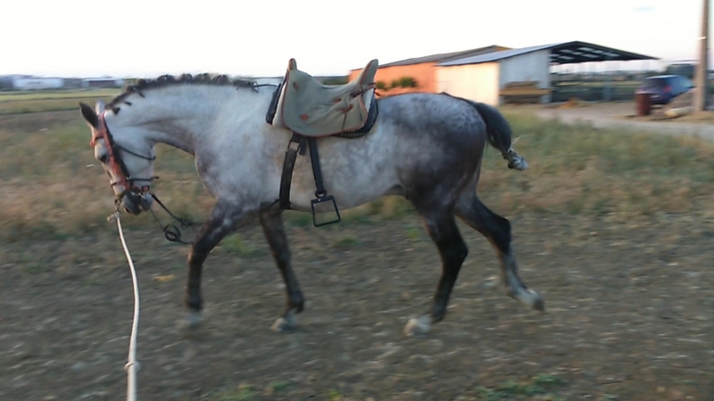 Caballo de campo  - Caballos Capados Abstang