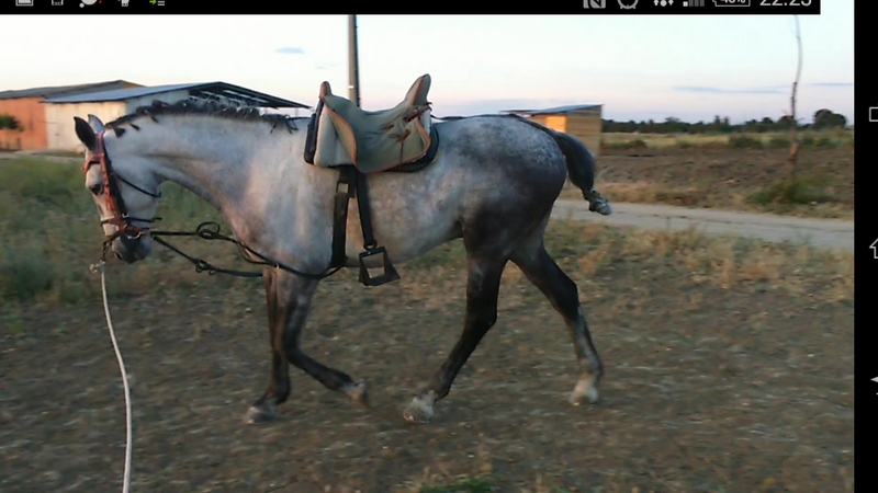 Caballo de campo  - Abstang