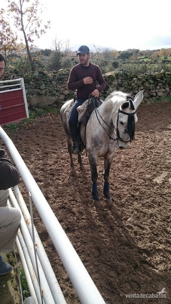 Caballo de campo  - Caballos Capados