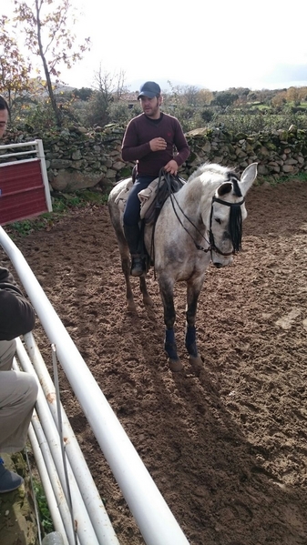 Caballo de campo  - Caballos Capados