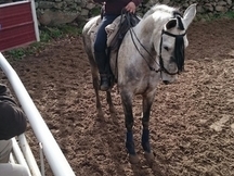 Caballo de campo 