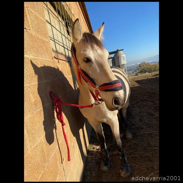 Venta de caballo castrado PRE, 9 años bayo. in 