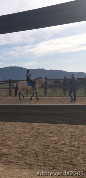 Caballos Pura Raza Española (P.R.E.) PRE - Venta de caballo castrado PRE, 9 años bayo.