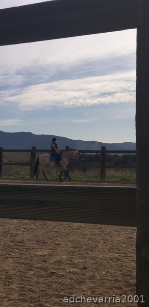 Venta de caballo castrado PRE, 9 años bayo. - Caballos Pura Raza Española (P.R.E.) PRE