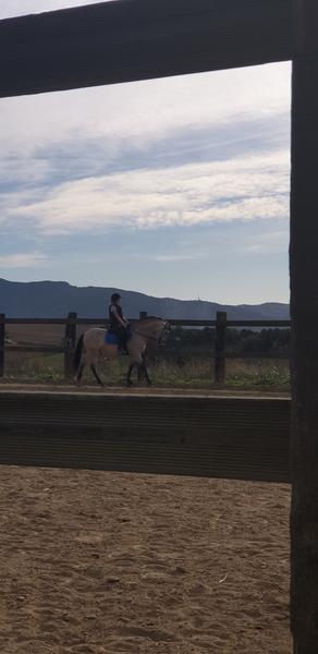 Venta de caballo castrado PRE, 9 años bayo. - Caballos Pura Raza Española (P.R.E.) PRE