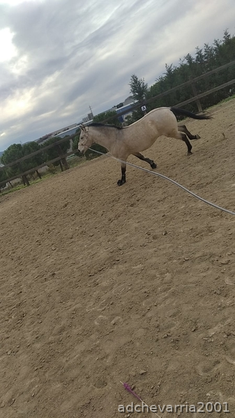 Venta de caballo castrado PRE, 9 años bayo. - PRE