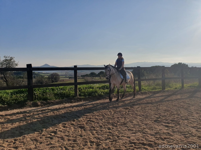 Venta de caballo castrado PRE, 9 años bayo. - Caballos Pura Raza Española (P.R.E.)