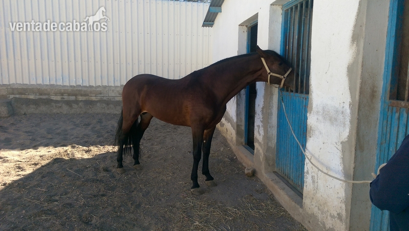 Se vende Caballo in 