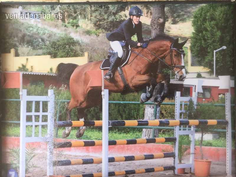 Yeguas Oldenburgo - Ballistika, hija de Balou du Rouet