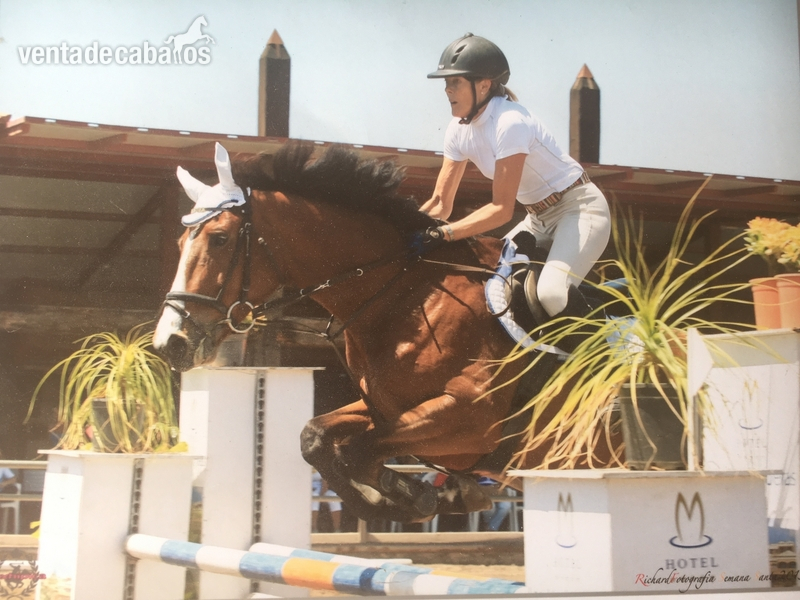 Ballistika, hija de Balou du Rouet - Yeguas Oldenburgo