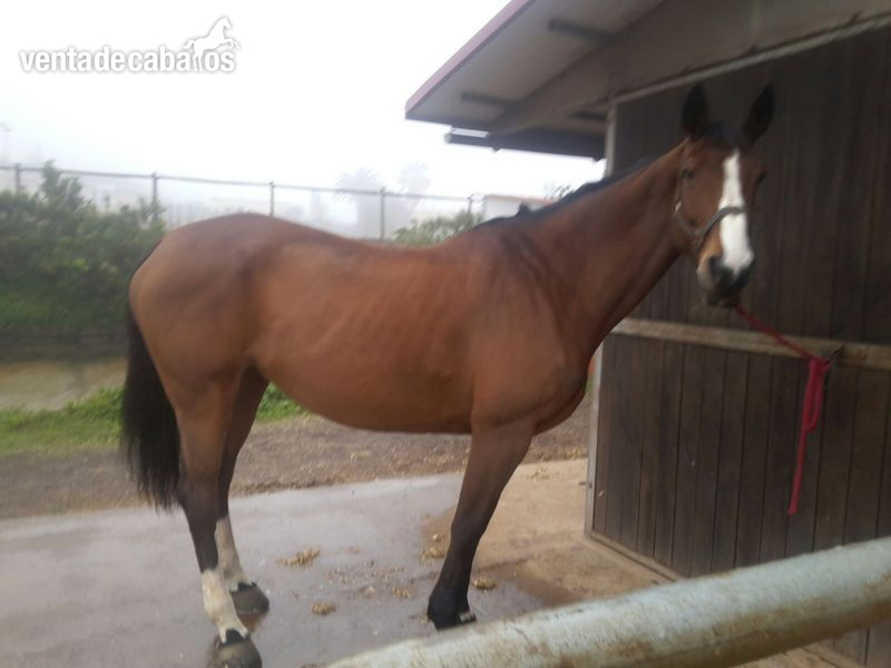 Ballistika, hija de Balou du Rouet - Oldenburgo
