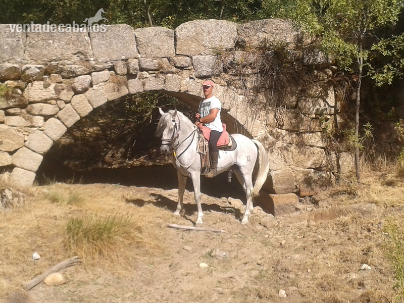 ESPECIAL CABALLO ESPAÑOL in 