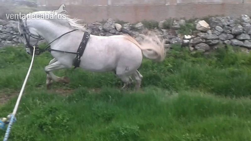 Pura Raza Española {TYPE}