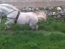 ESPECIAL CABALLO ESPAÑOL