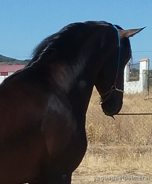 YEGUADA EL PALMERAL VENDE POTRO CASTAÑO DE CONCURSO Y SEMENTAL P.R.E. - Caballos Pura Raza Española (P.R.E.) in 