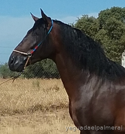YEGUADA EL PALMERAL VENDE POTRO CASTAÑO DE CONCURSO Y SEMENTAL P.R.E. 
