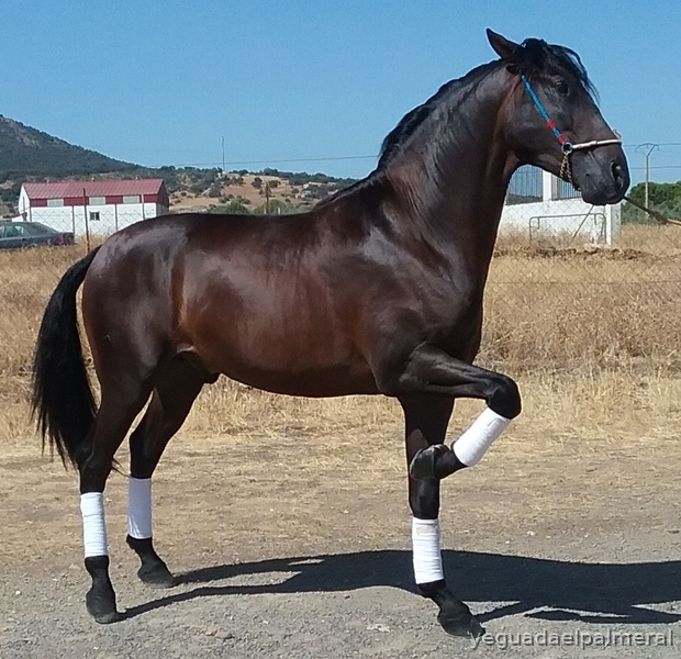 Caballos Pura Raza Española (P.R.E.) PURA RAZA ESPAÑOL P.R.E. - YEGUADA EL PALMERAL VENDE POTRO CASTAÑO DE CONCURSO Y SEMENTAL P.R.E.