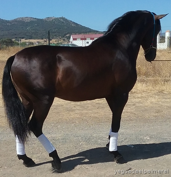 YEGUADA EL PALMERAL VENDE POTRO CASTAÑO DE CONCURSO Y SEMENTAL P.R.E. - Caballos Pura Raza Española (P.R.E.) PURA RAZA ESPAÑOL P.R.E.
