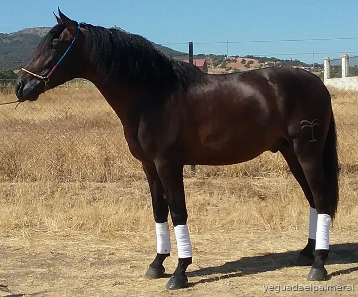 YEGUADA EL PALMERAL VENDE POTRO CASTAÑO DE CONCURSO Y SEMENTAL P.R.E. - Caballos Pura Raza Española (P.R.E.)