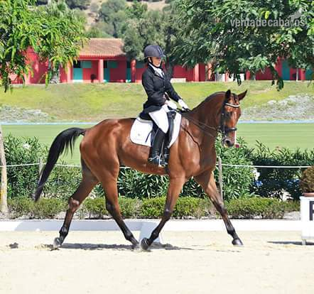 Caballo de Deporte Español (CDE)