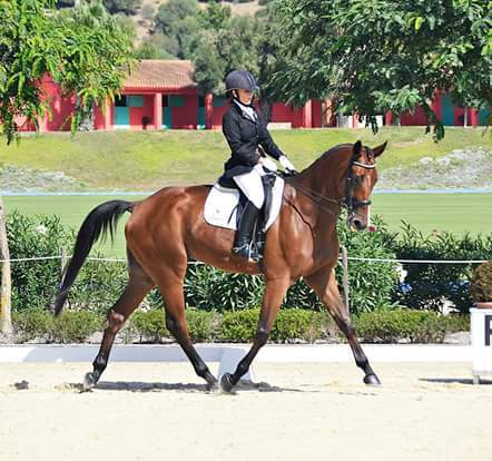 Caballo de Deporte Español (CDE)