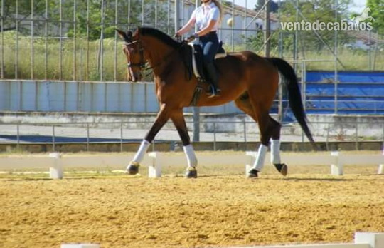 Caballo de Deporte Español (CDE) {TYPE}