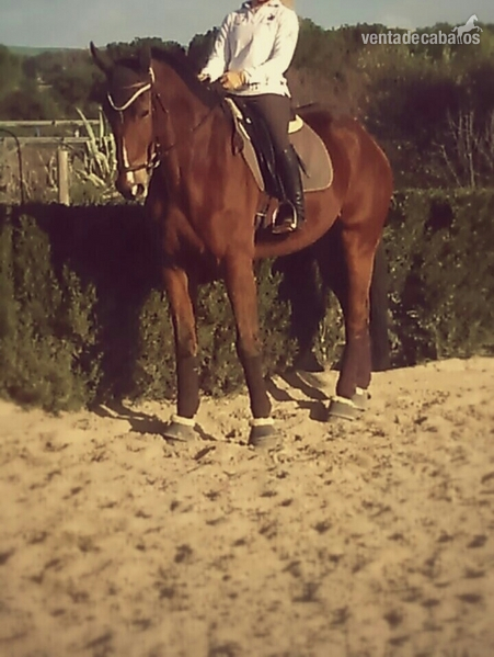 Caballos Capados Caballo de Deporte Español (CDE) - Se vende caballo CDE