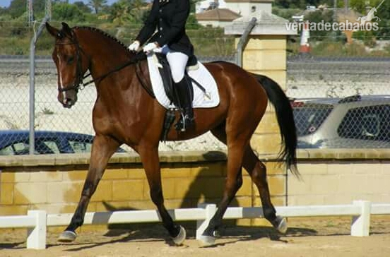 Se vende caballo CDE - Caballos Capados Caballo de Deporte Español (CDE)