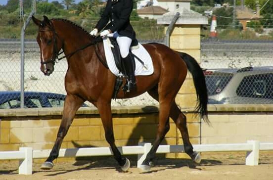 Se vende caballo CDE - Caballos Capados Caballo de Deporte Español (CDE)