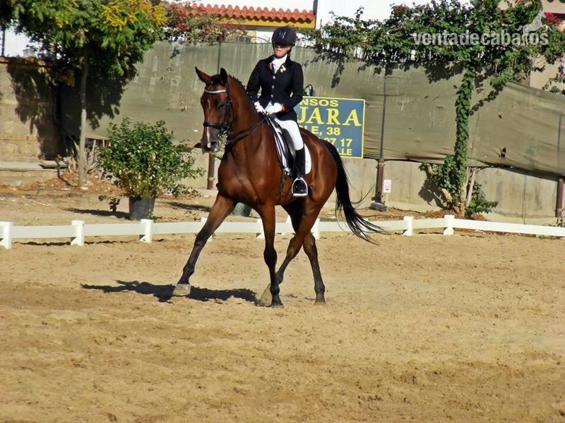 Se vende caballo CDE - Caballo de Deporte Español (CDE)