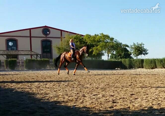 Se vende caballo CDE - Caballos Capados