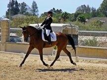Se vende caballo CDE