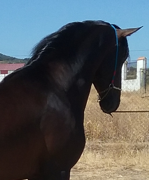 YEGUADA EL PALMERAL VENDE POTRO CASTAÑO DE CONCURSO Y SEMENTAL P.R.E. - Caballos Pura Raza Española (P.R.E.) in 