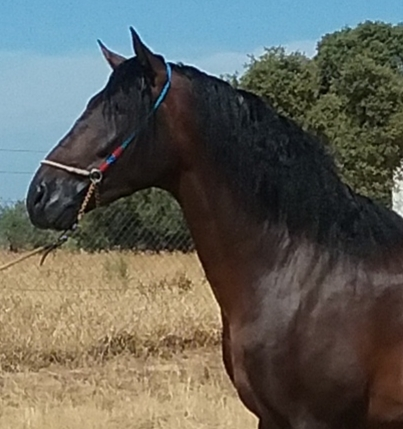 YEGUADA EL PALMERAL VENDE POTRO CASTAÑO DE CONCURSO Y SEMENTAL P.R.E. 