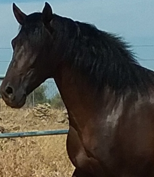YEGUADA EL PALMERAL VENDE POTRO CASTAÑO DE CONCURSO Y SEMENTAL P.R.E. - PURA RAZA ESPAÑOL P.R.E.
