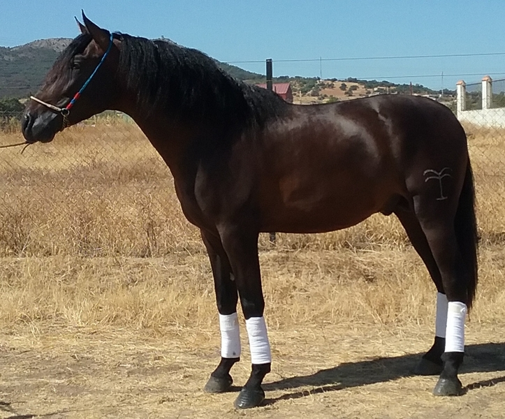 YEGUADA EL PALMERAL VENDE POTRO CASTAÑO DE CONCURSO Y SEMENTAL P.R.E. - Caballos Pura Raza Española (P.R.E.)