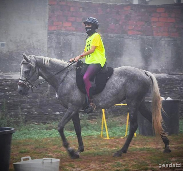 Yegua para raid y salto - Yeguas Anglo-árabe