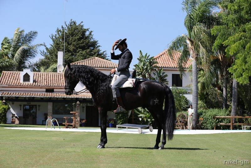 Vendo caballo pura raza española - Caballos Pura Raza Española (P.R.E.) Pura Raza Española