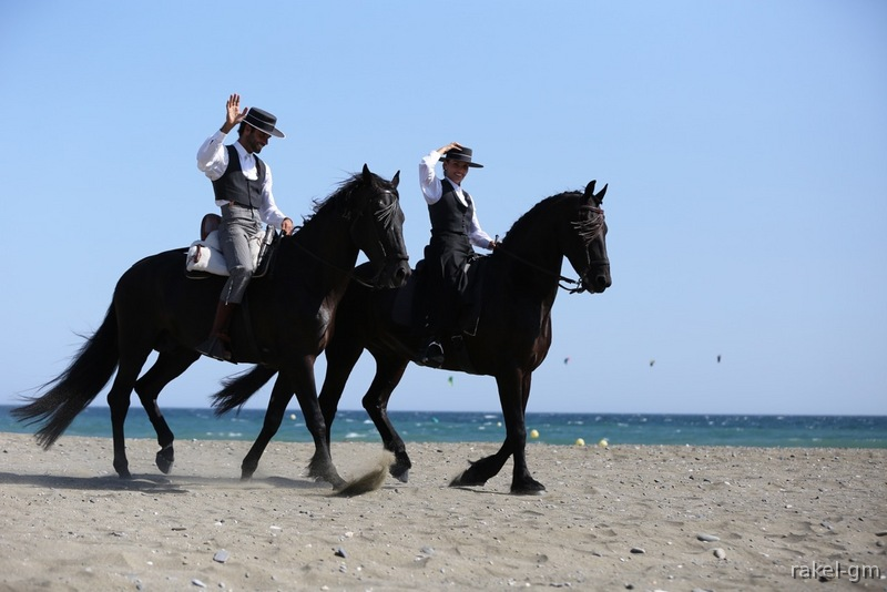 Vendo caballo pura raza española - Pura Raza Española
