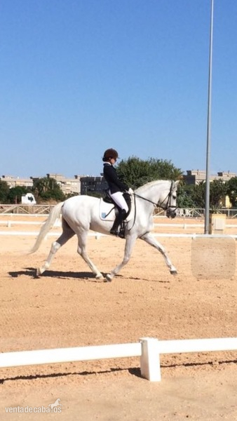 Caballos Capados P.R.E. - Caballo P.R.E. Palma Valdés