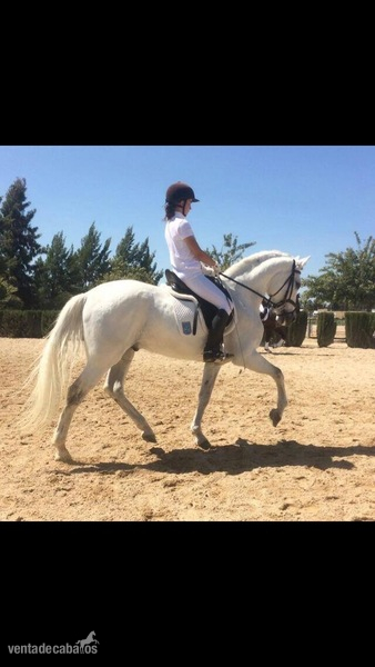 Caballo P.R.E. Palma Valdés - Caballos Capados P.R.E.