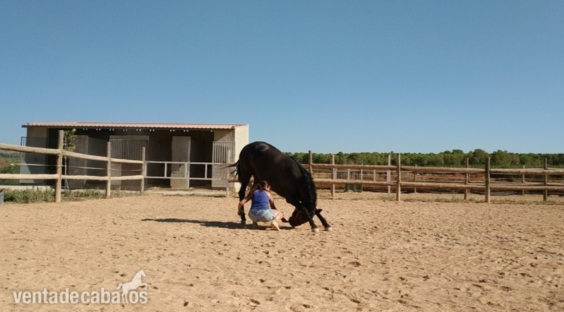 Se vende potra cruzada  in 