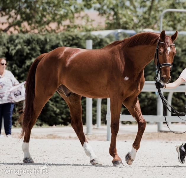 Ocasión caballo GP  in 