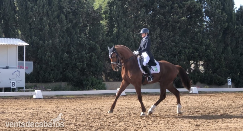 Caballos Capados CDE Hannoveriano  - Ocasión caballo GP 