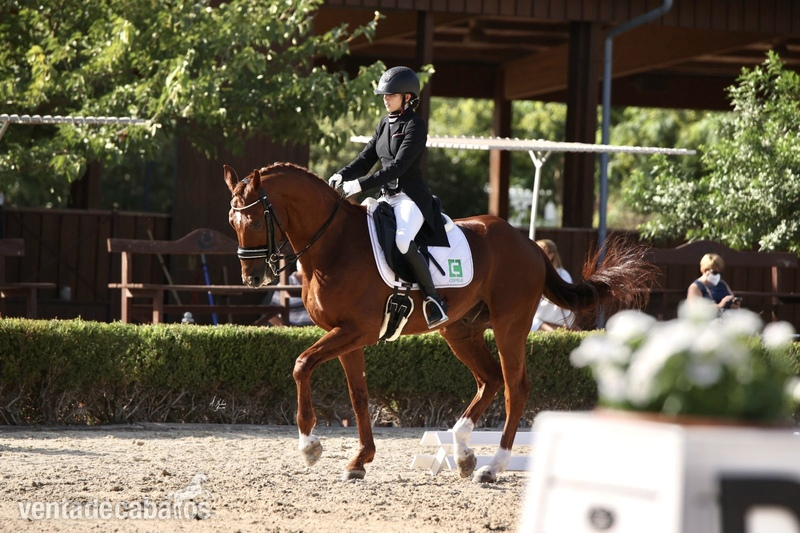Ocasión caballo GP  - Caballos Capados CDE Hannoveriano 