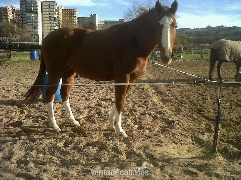 Vendo Caballo De Deporte salto in 